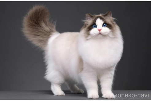 販売中のラグドールの親猫